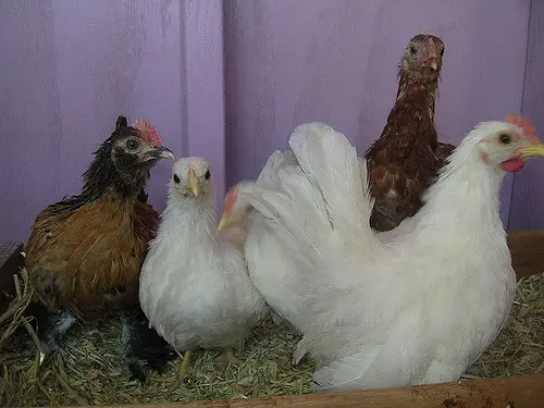 Chickens spend much time dust bathing, but in case they are crowded it is impossible.