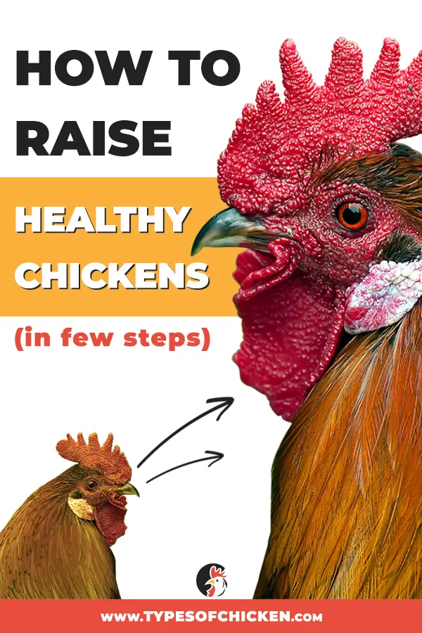 In this article we talked about few tips on how to raise healthy chickens, followed by suitable steps that should be taken timely. Hope you find the information valuable.
#raisingchickens #raisehealthychickens #healthyflock #backyardchickens #farmlife #homesteading #homestead #farmer #chickenkeeper #chicken #urbanchickens