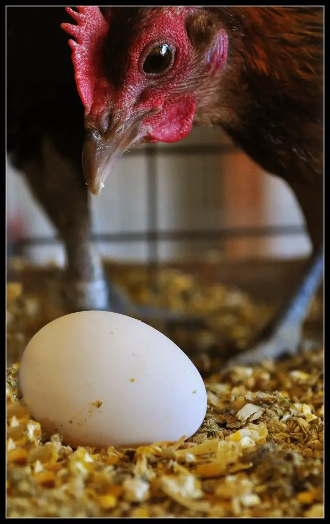 Why do chickens eat their own eggs?