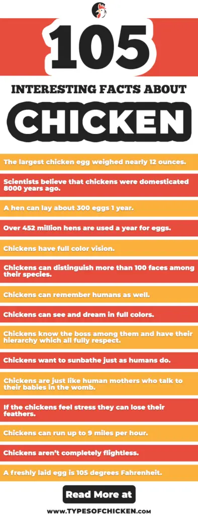 105 Surprising Facts About Chickens