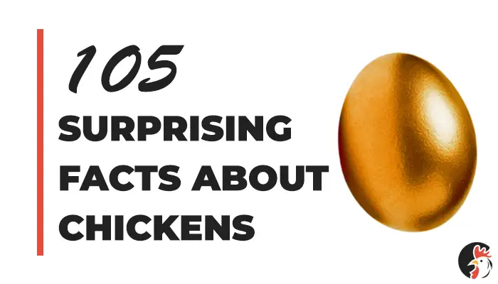 105 Surprising Facts About Chickens