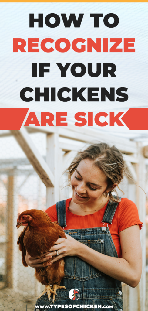 However, sometimes chicken health problems are unavoidable, no matter how good and careful keeper you have tried to be. As a result, we made this article about most frequent chicken health problems and how to recognize the bad signals or symptoms and save your flock from a fatal end.