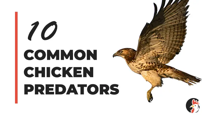 Top 10 Chicken Predators