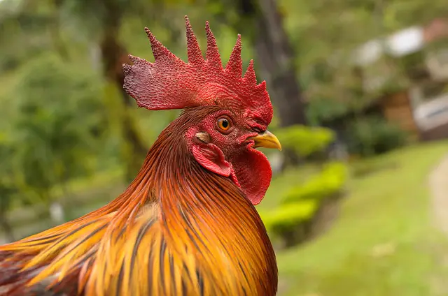 Rooster - Facts about Chickens