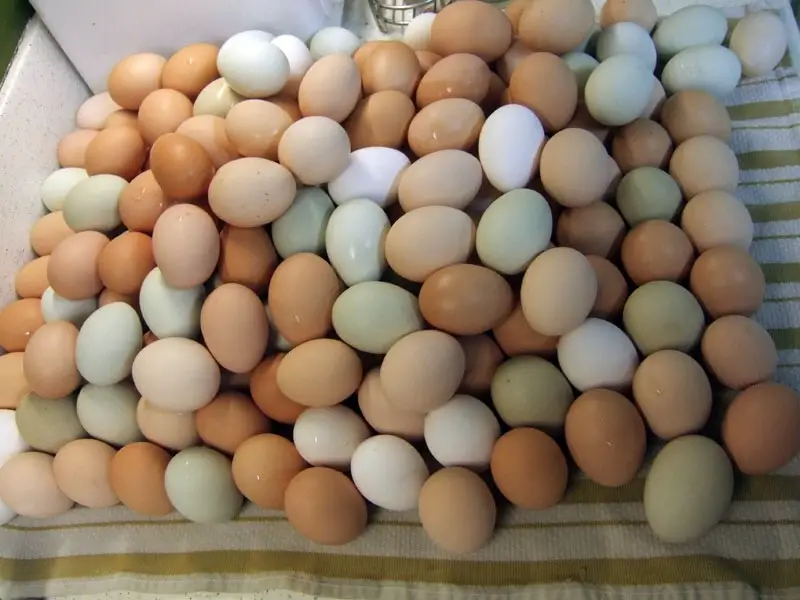 Chicken eggs, blue eggs, types of chicken eggs,chicken egg color chart. 