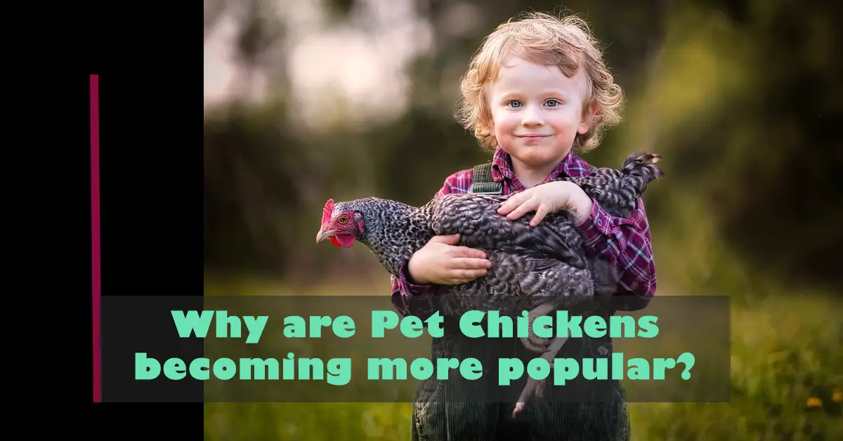Why are Pet Chickens becoming more popular?