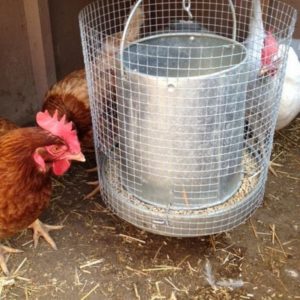 Goat Proof Chicken Feeder Solution