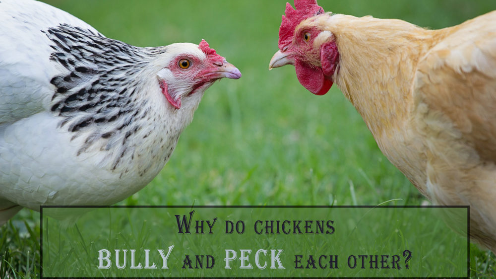 Why do chickens bully and peck each other?