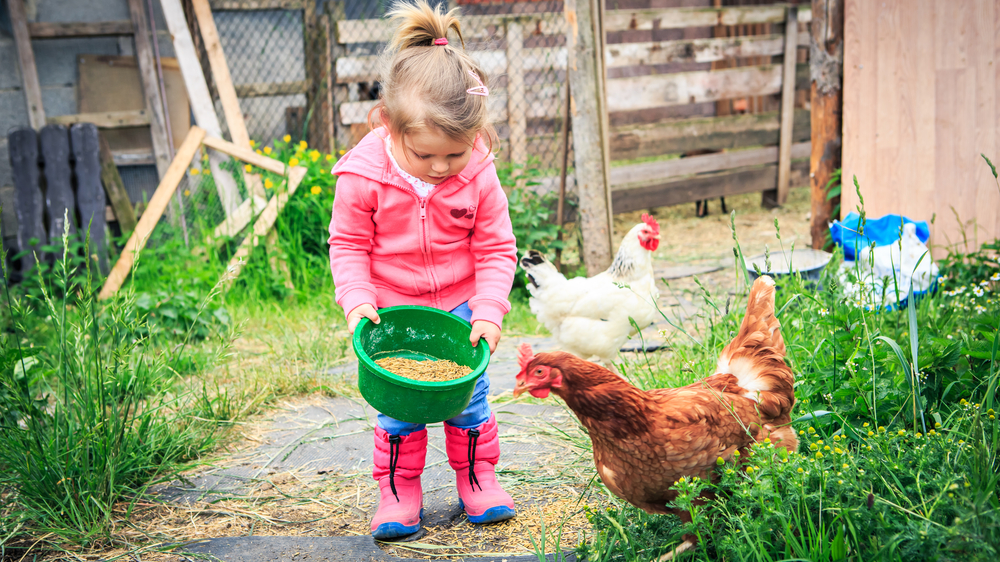 How do you tell the gender of a chicken, so you can tell if you have a hen or a rooster?