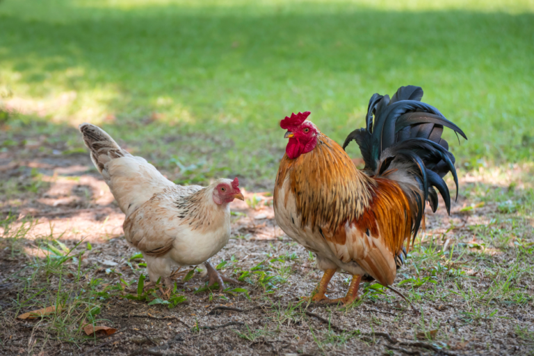 Disease Prevention for Chickens