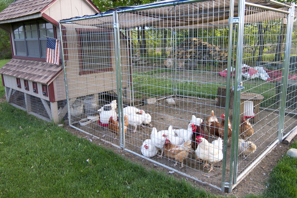 Disease Prevention for Chickens 
