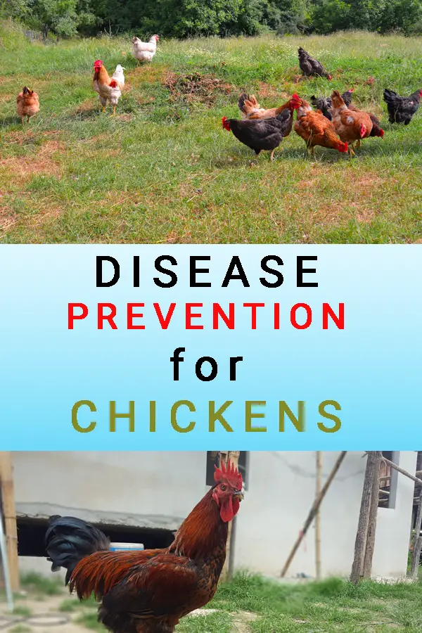 Disease Prevention for Chickens 