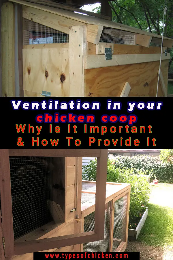 Ventilation In Your Chicken Coop - Why Is It Important & How To Provide It? Ventilation is important both for the summer and the winter for your chickens.