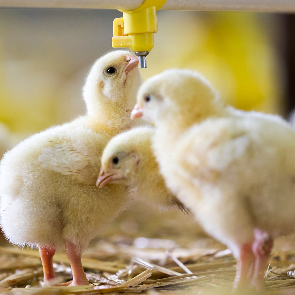 How Are Baby Chicks Made?