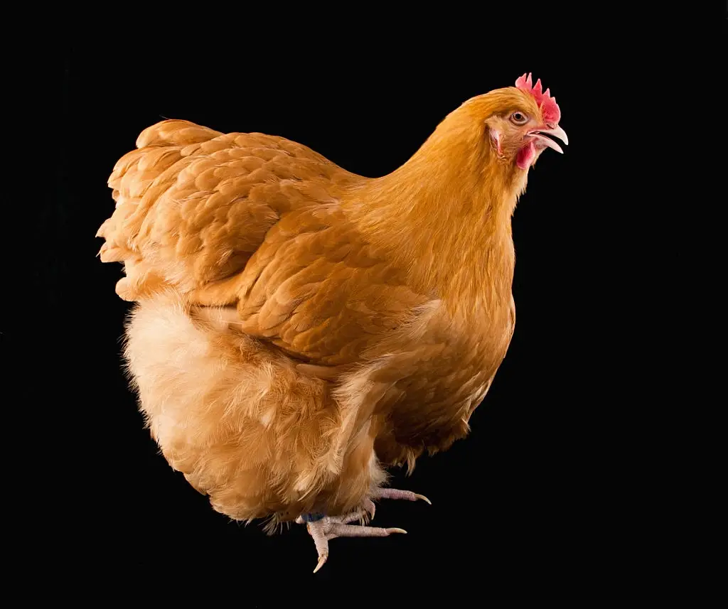 How long do chickens live?