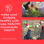 Make your chickens HAPPY with these HEALTHY homemade TREATS