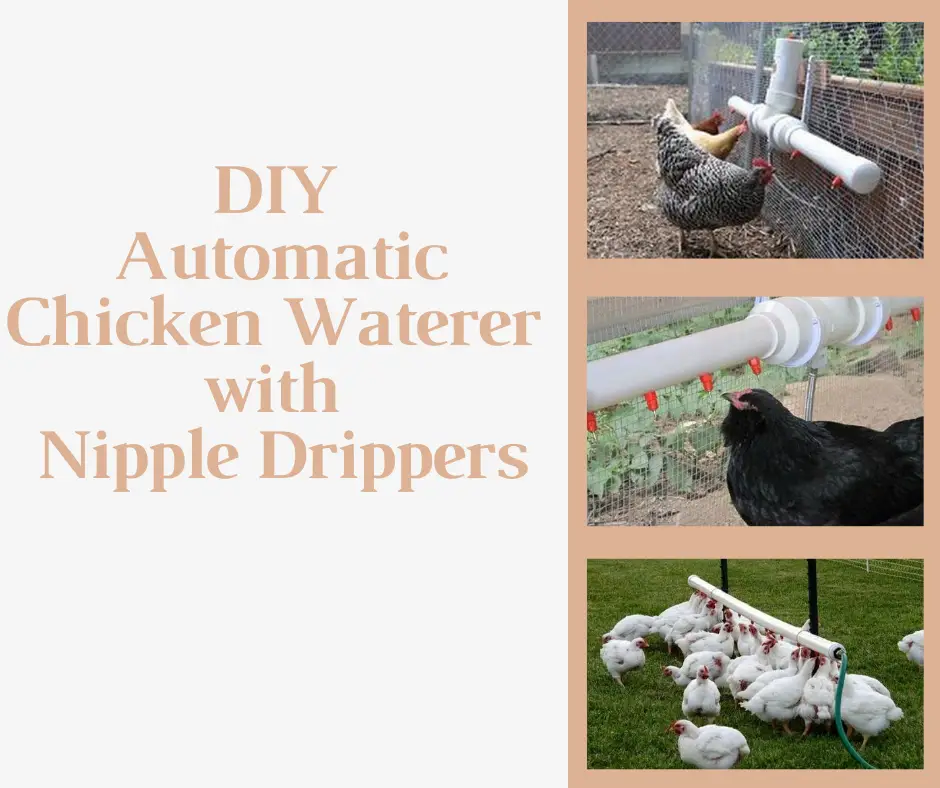 DIY Automatic Chicken Waterer