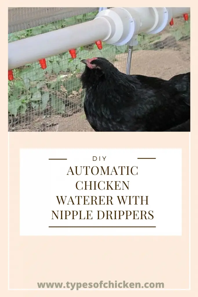 Just like us humans, pets and livestock need clean drinking water to stay healthy. When it comes to raising chickens, the water gets easily dirty with beddings and droppings.  