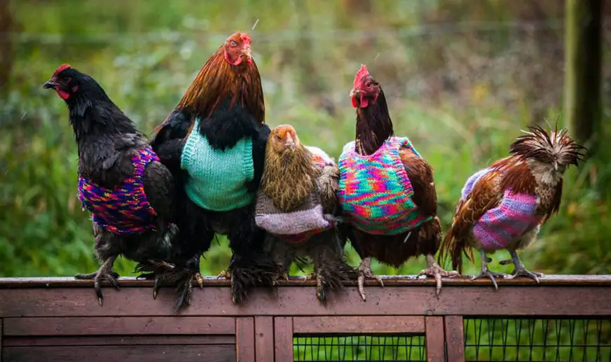 She Knits Sweaters for rescued “battery hens” to keep them warm in winter!