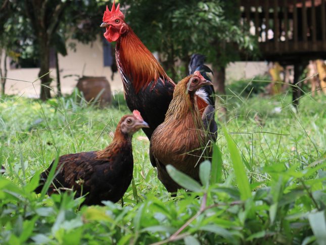 Raising Backyard chickens