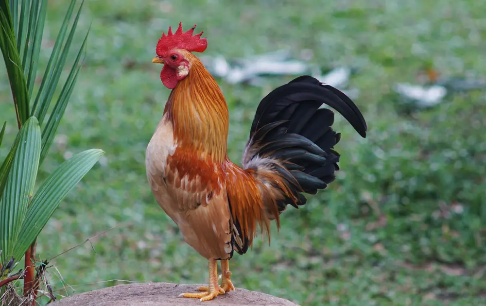A Quick Guide to Raising Bantam Chickens