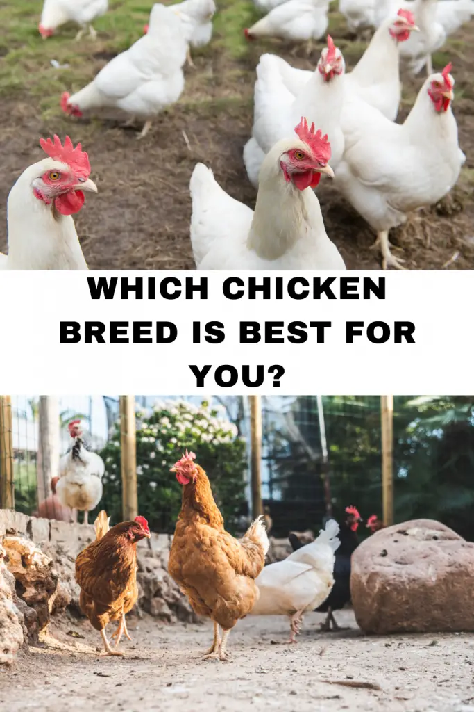 Which Chicken Breed Is Best For You?