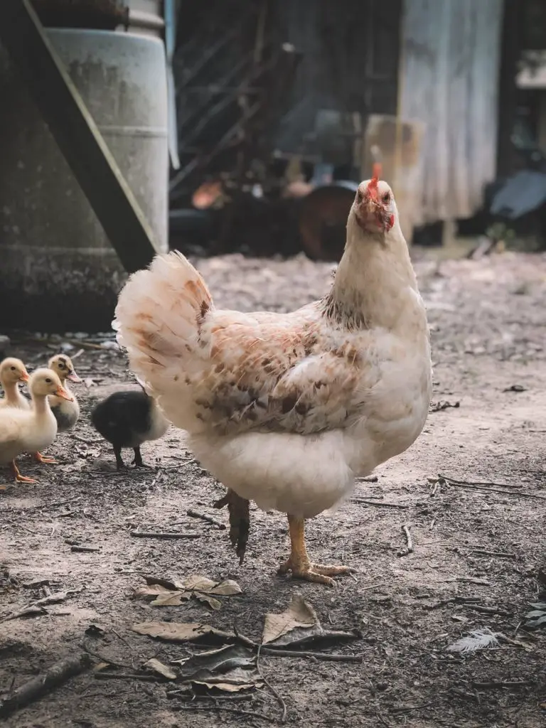 selective focus photography of white hen