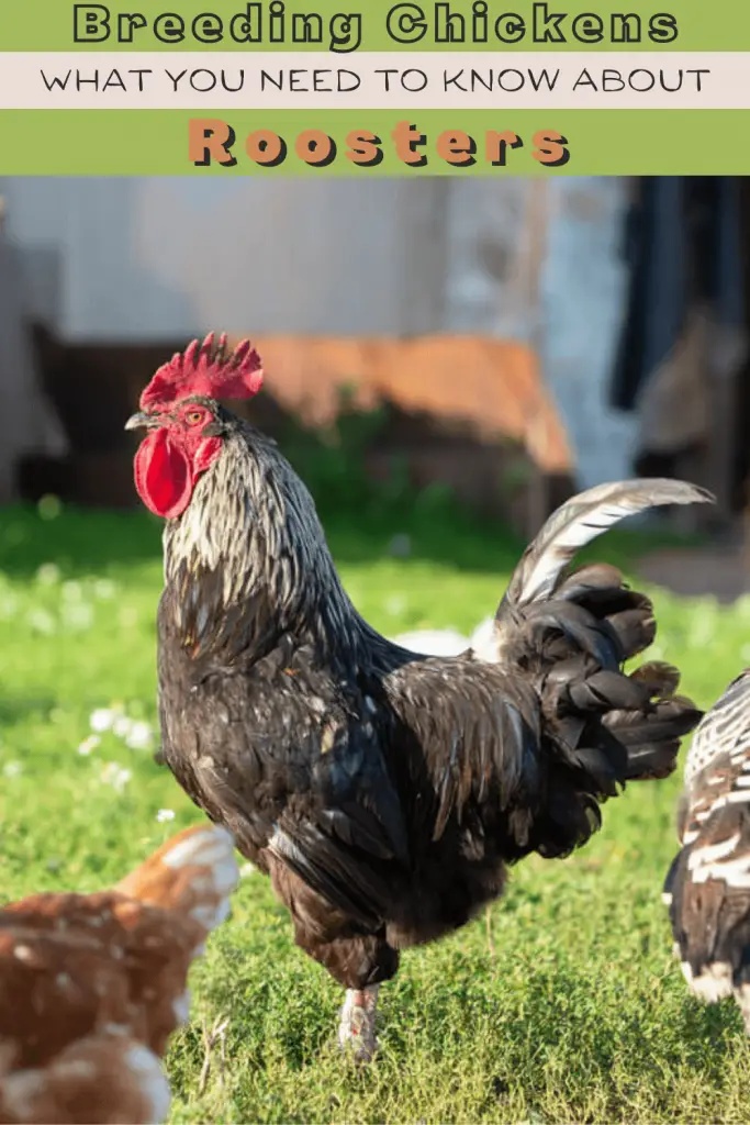 If you plan to welcome a rooster into your flock as a permanent fixture, then here are some things you might like to know about the male of the species.