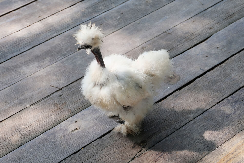 raising chickens at home Silkie