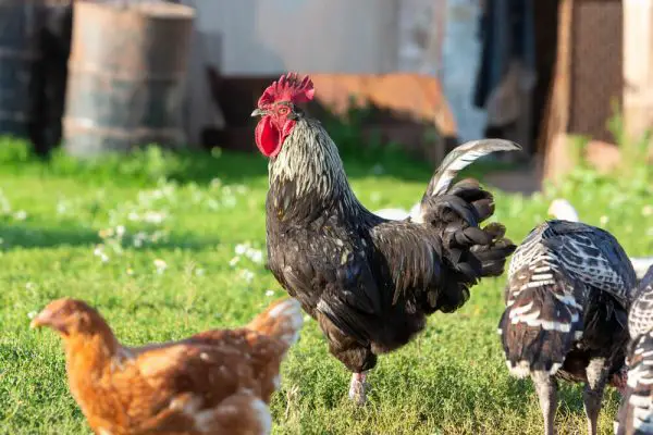 Breeding Chickens: What You Need to Know About Roosters