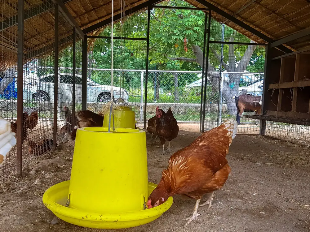 Cleaning Considerations in Chicken Coop