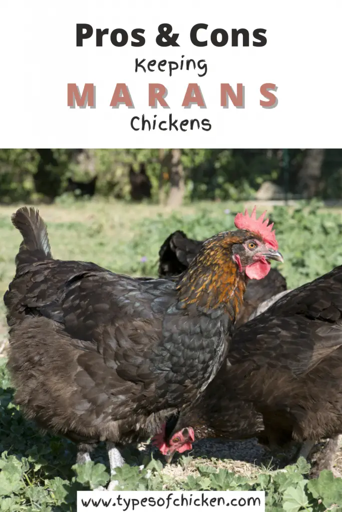 For today`s article we will discuss the pros and cons about keeping Marans chickens based what we have observed and found through our research. Of course, there are exceptions in everything and so there are some in the chicken breeds so if you disagree with us about something feel free to comment below.