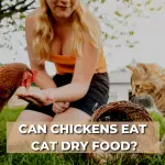 Can Chickens eat dry cat food?