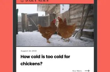 How cold is too cold for chickens?