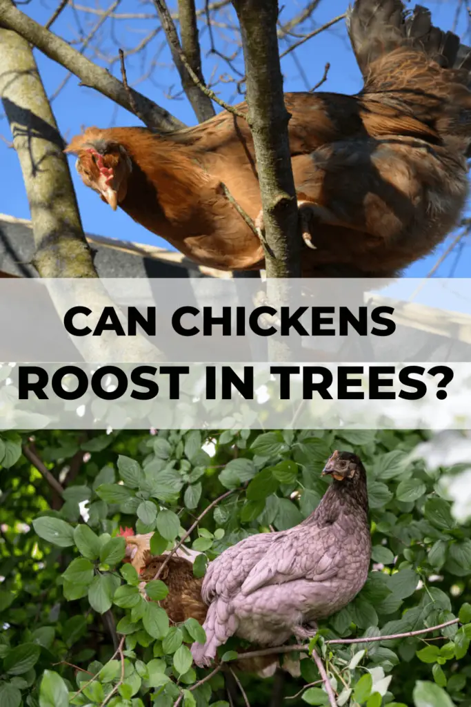 Many people argue that chickens should not roost on trees because it makes them more vulnerable to predators. However, others argue that it actually provides a layer of protection for the chickens.