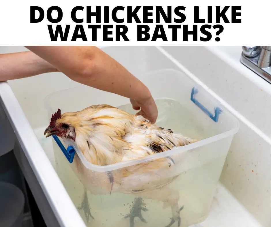 Do chickens like water baths? *YUCK*