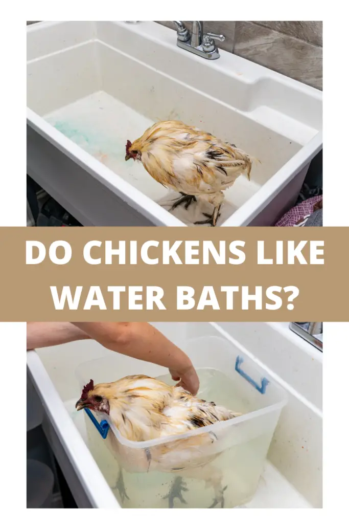 In general, you should not water bath your chickens, and chickens don't like to be water bathed.