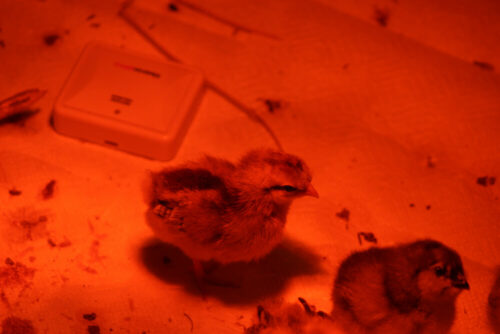 chicks in a brooder