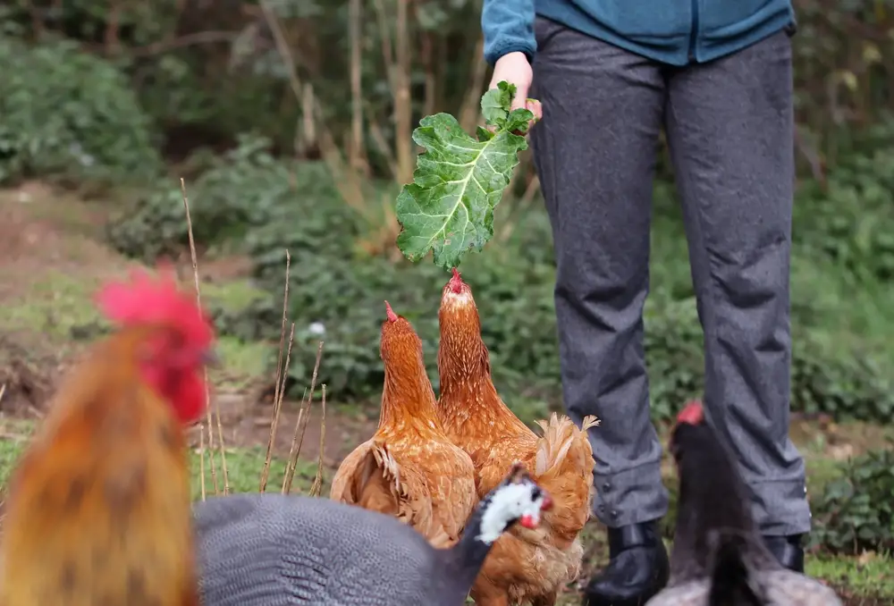 How to train chickens to come when called? 5 easy steps for you to follow