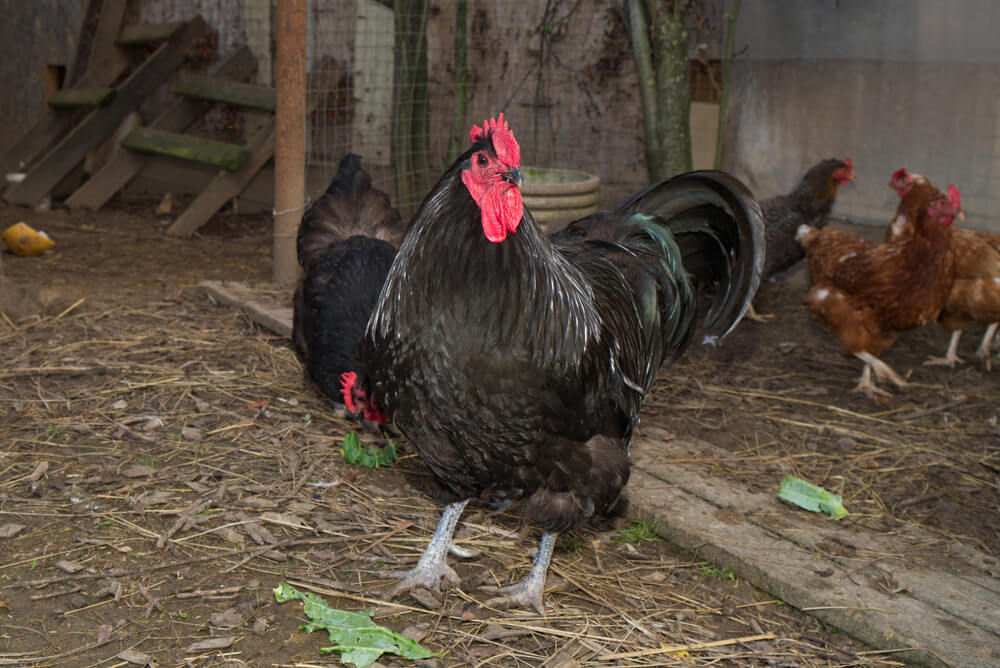 With its roots in the state of New Jersey, the Jersey Giant Chicken is one of the most distinctive breeds around. They are a meaty bird with a large, broad back and an upright stance.