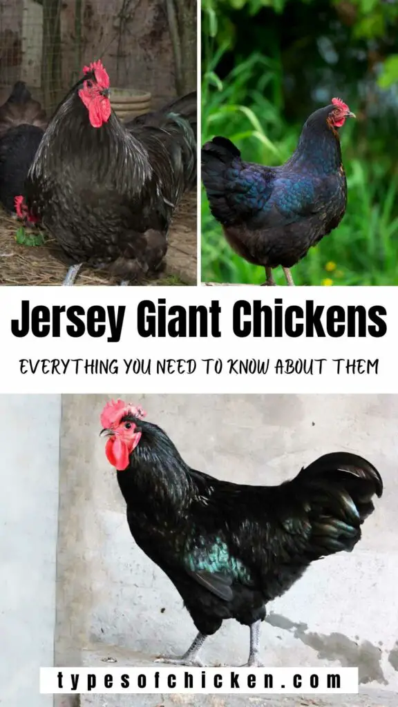 You'll never see a fuller, juicier, more flavorful chicken than the Jersey Giant. And it's not just about size. The Jersey Giant also boasts an incomparable flavor and texture thanks to heritage breeds and all-natural feed.