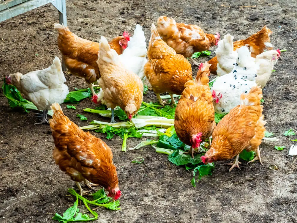 Chickens eating collard greens and other veggies