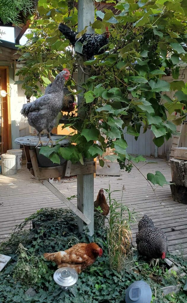 Chickens eating a white grapes