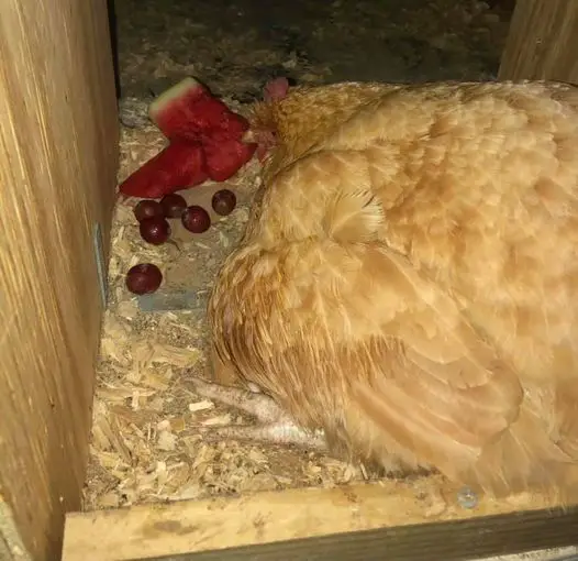Hen eating grapes while broody