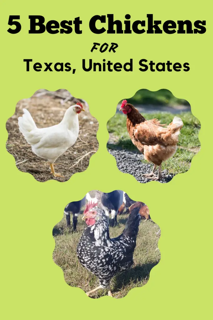 If you live in Texas, these are the breeds you might consider buying. We suggest Mediterranean types like Ancona, Catalana, Egyptian Fayoumi, Leghorn, Hamburg, Penedesenca, and White-Faced Black Spanish.