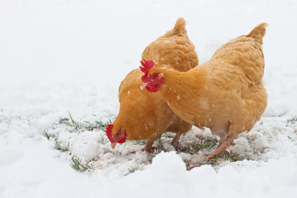 Snowy landscape with buff orpington hens