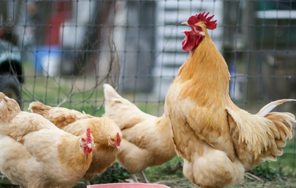 Orpington Chickens: The Perfect Fit for Arkansas