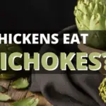 can chickens eat artichokes?