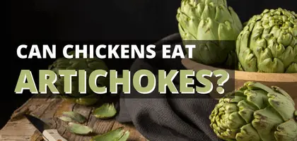 Can chickens eat artichokes? (COOKED vs CANNED)