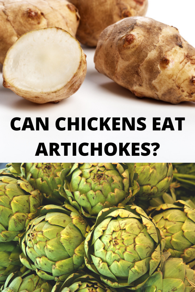 Can chickens eat artichokes?